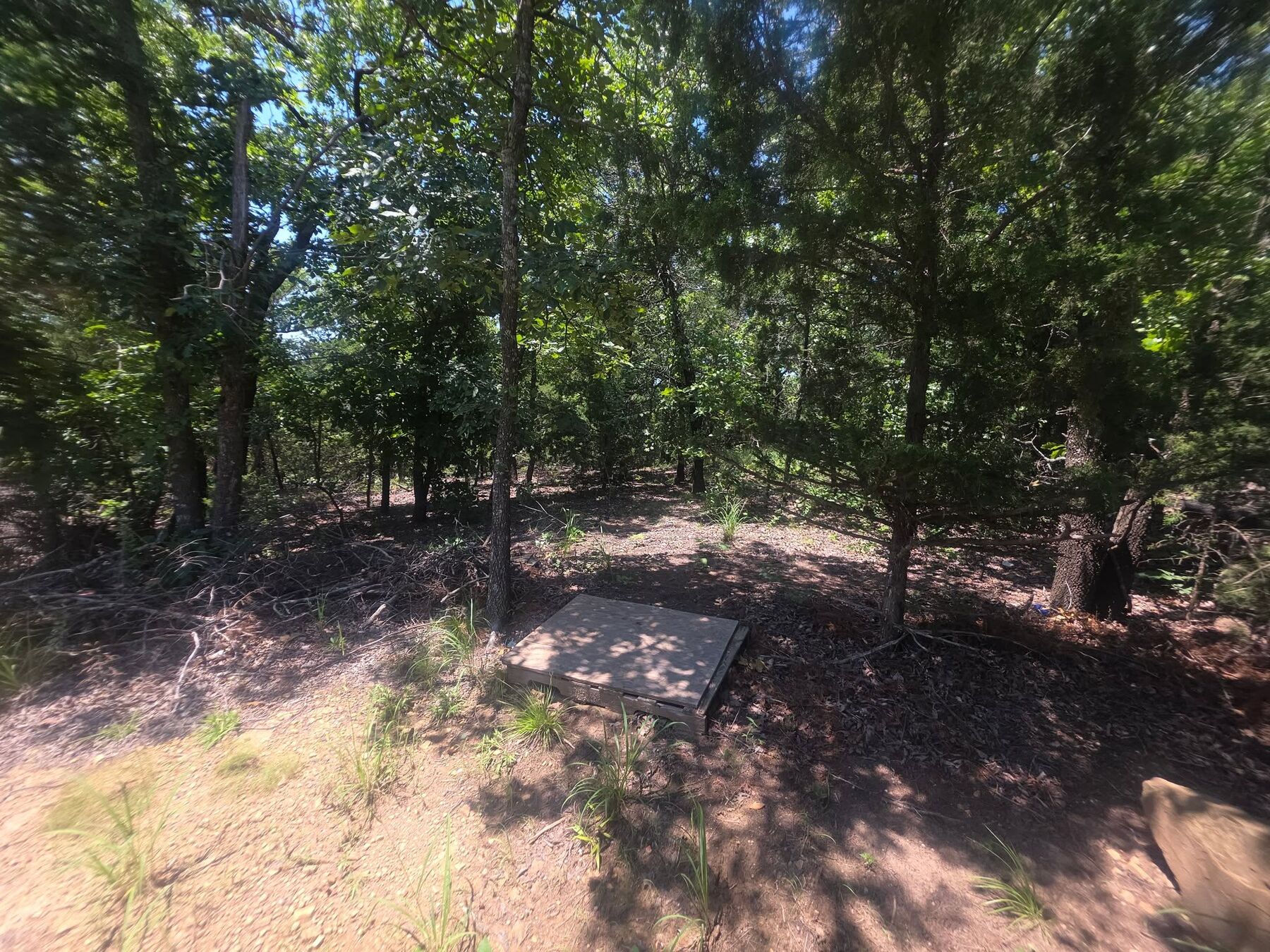 Undergrowth removed beneath a stand of oak trees on Oklahoma property