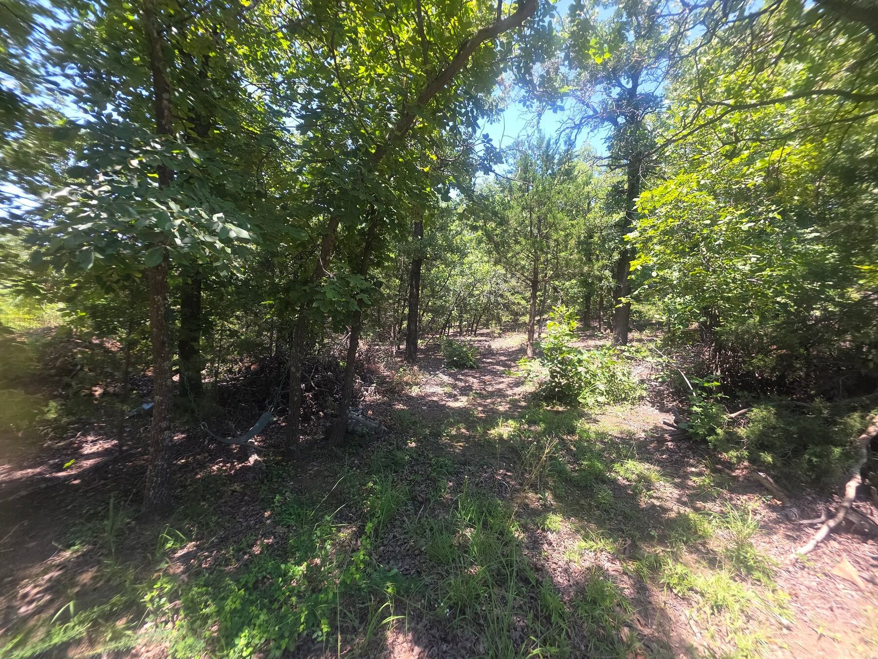 Brush and small growth cleared between standing trees