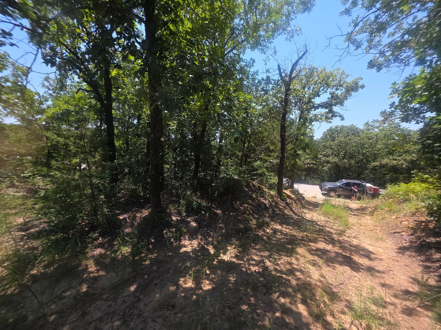 Tree line cleaned up along the edge of a cleared field