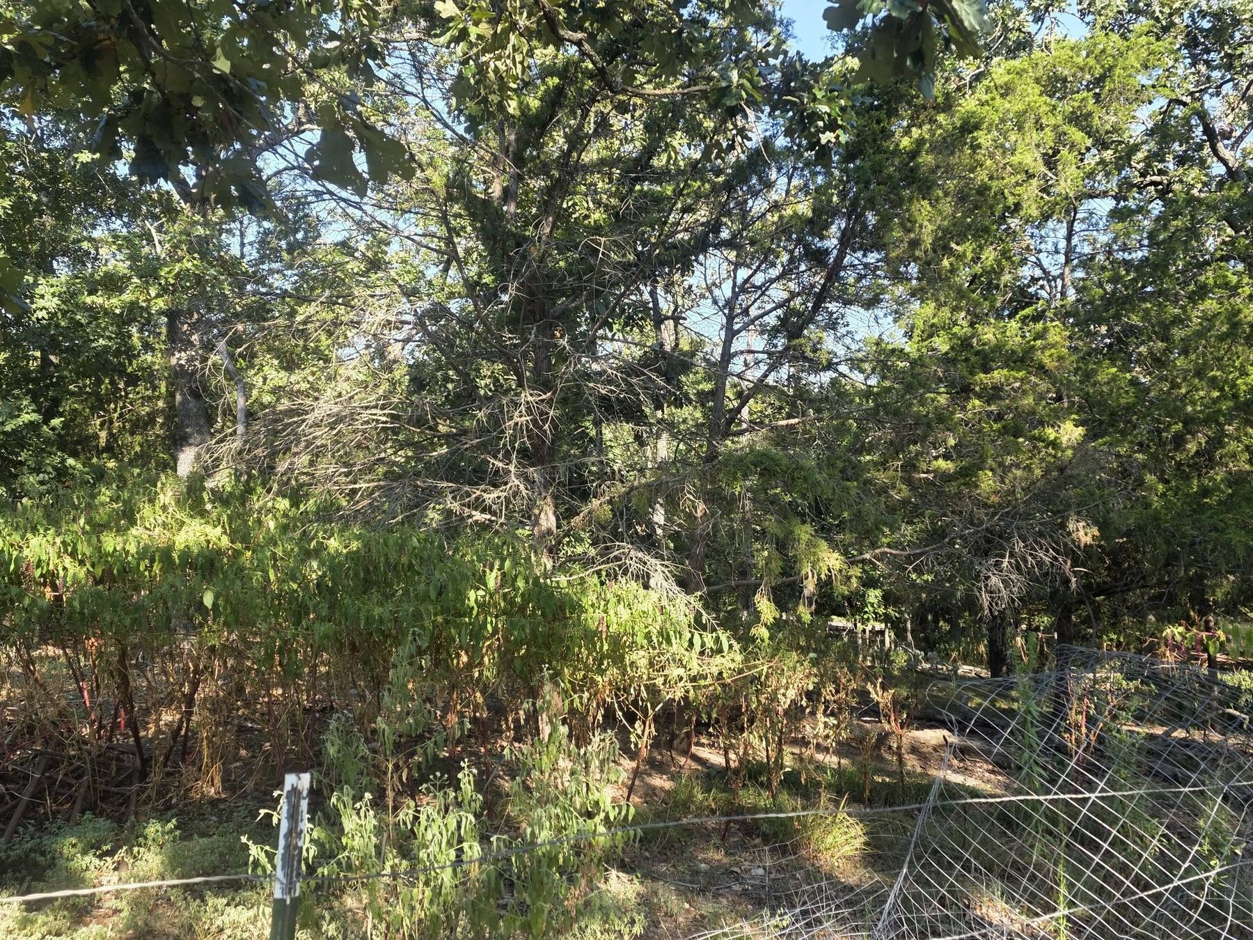 Heavy brush growing along a wire fence line before clearing