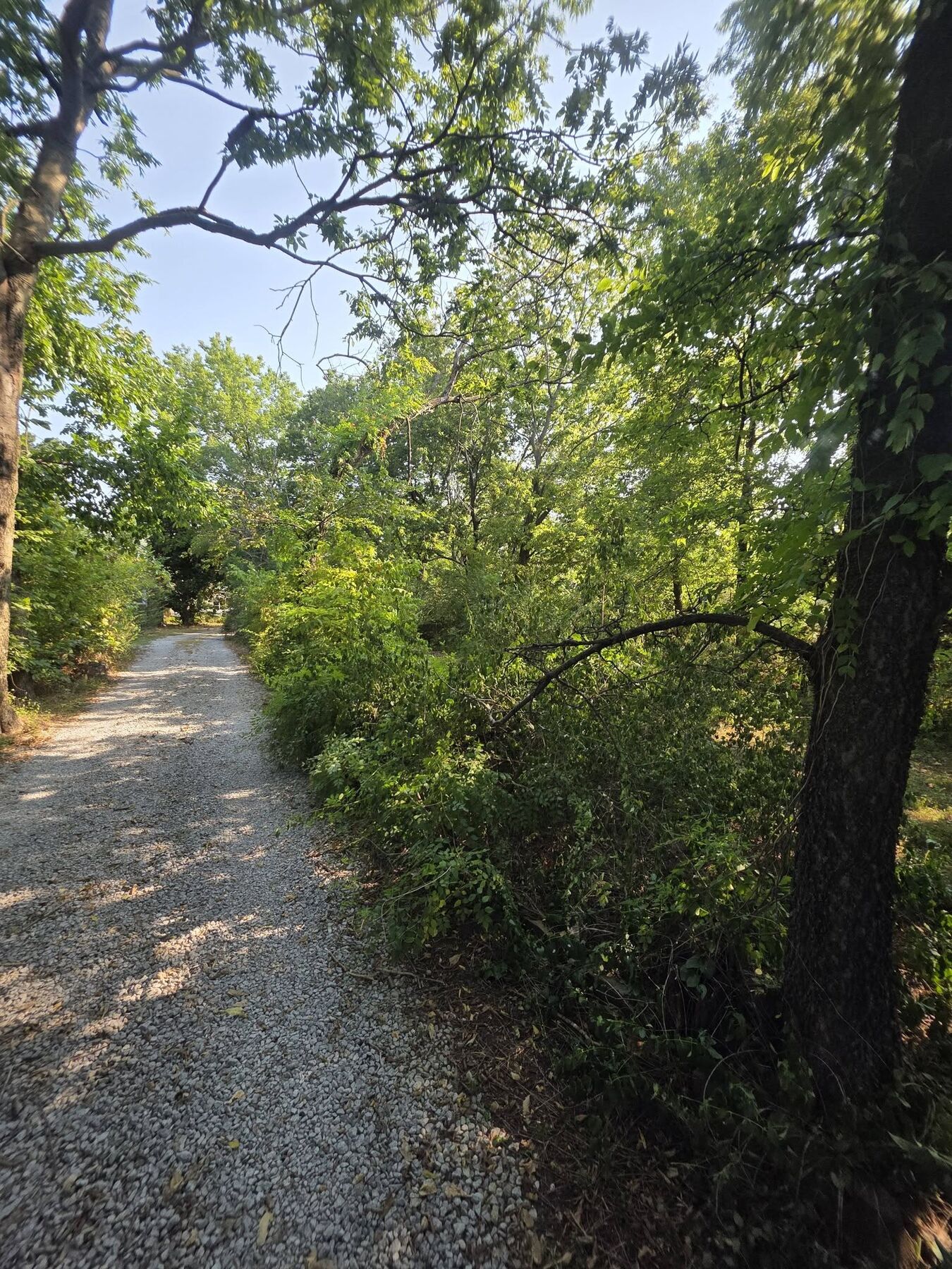 Finished gravel driveway running between trees on a rural lot