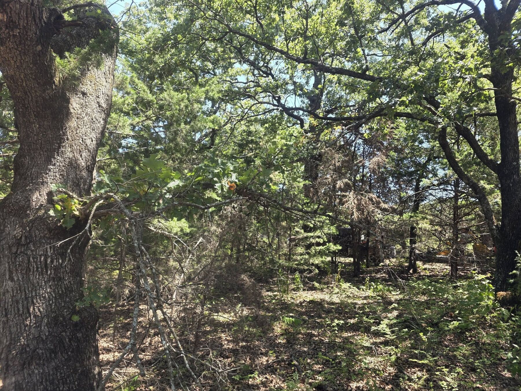 Large hardwood trunks in dense timber before clearing work