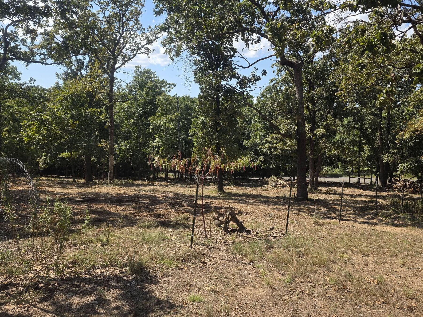 Open cleared woodland with grass floor after vegetation management