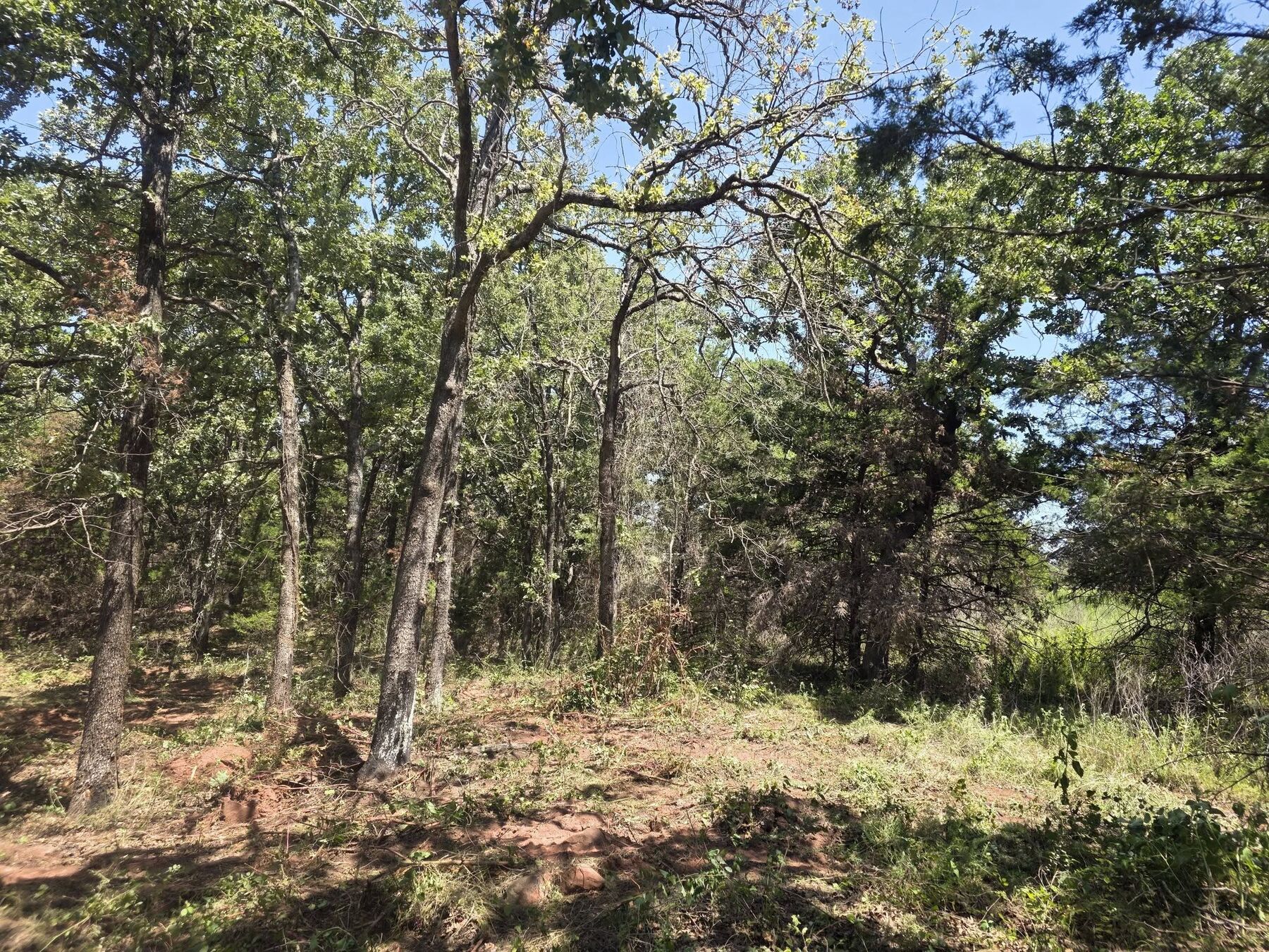 Oak grove cleaned out and mulched to an open park-like finish