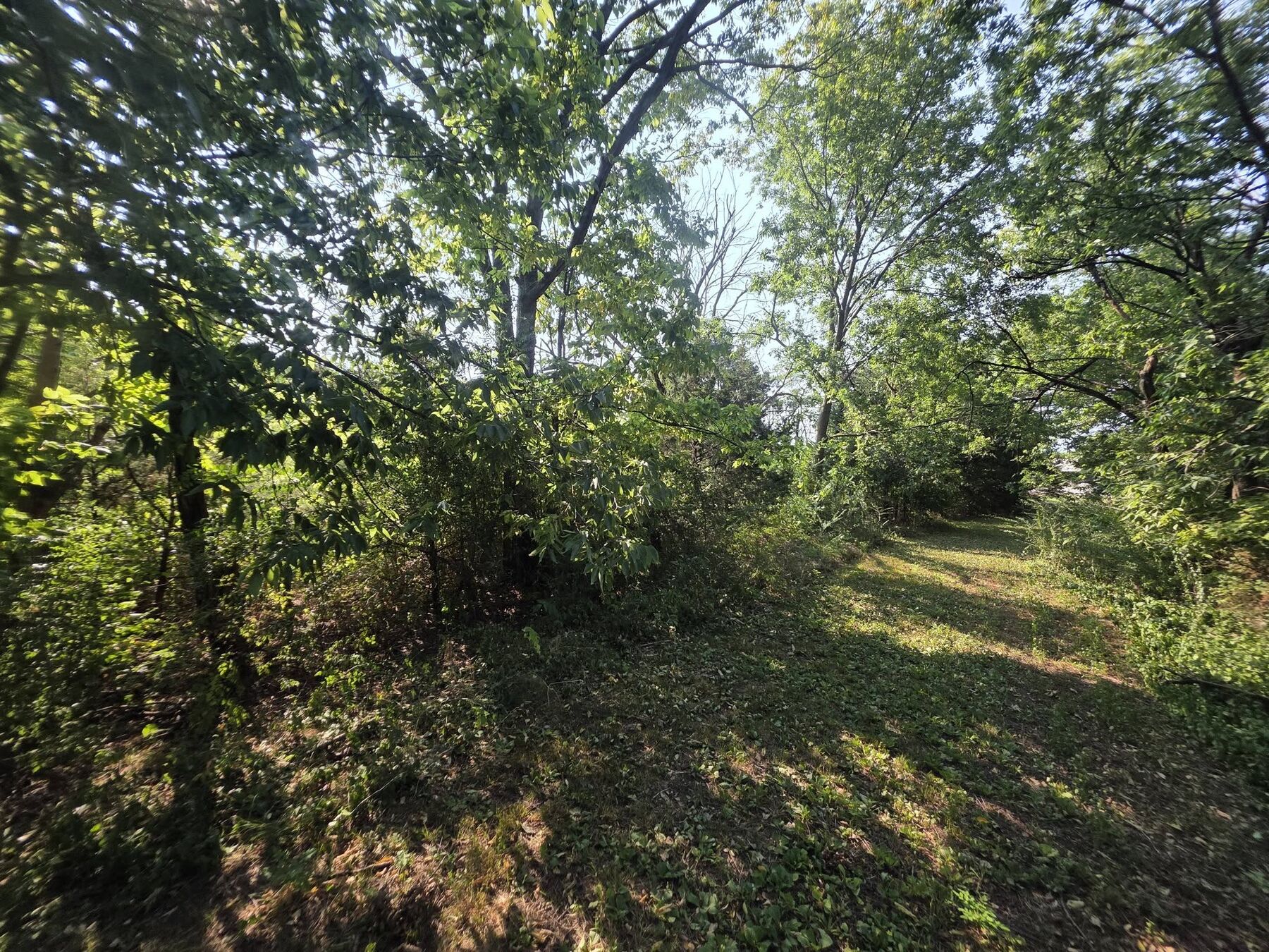 Overgrown treeline and heavy vegetation before clearing