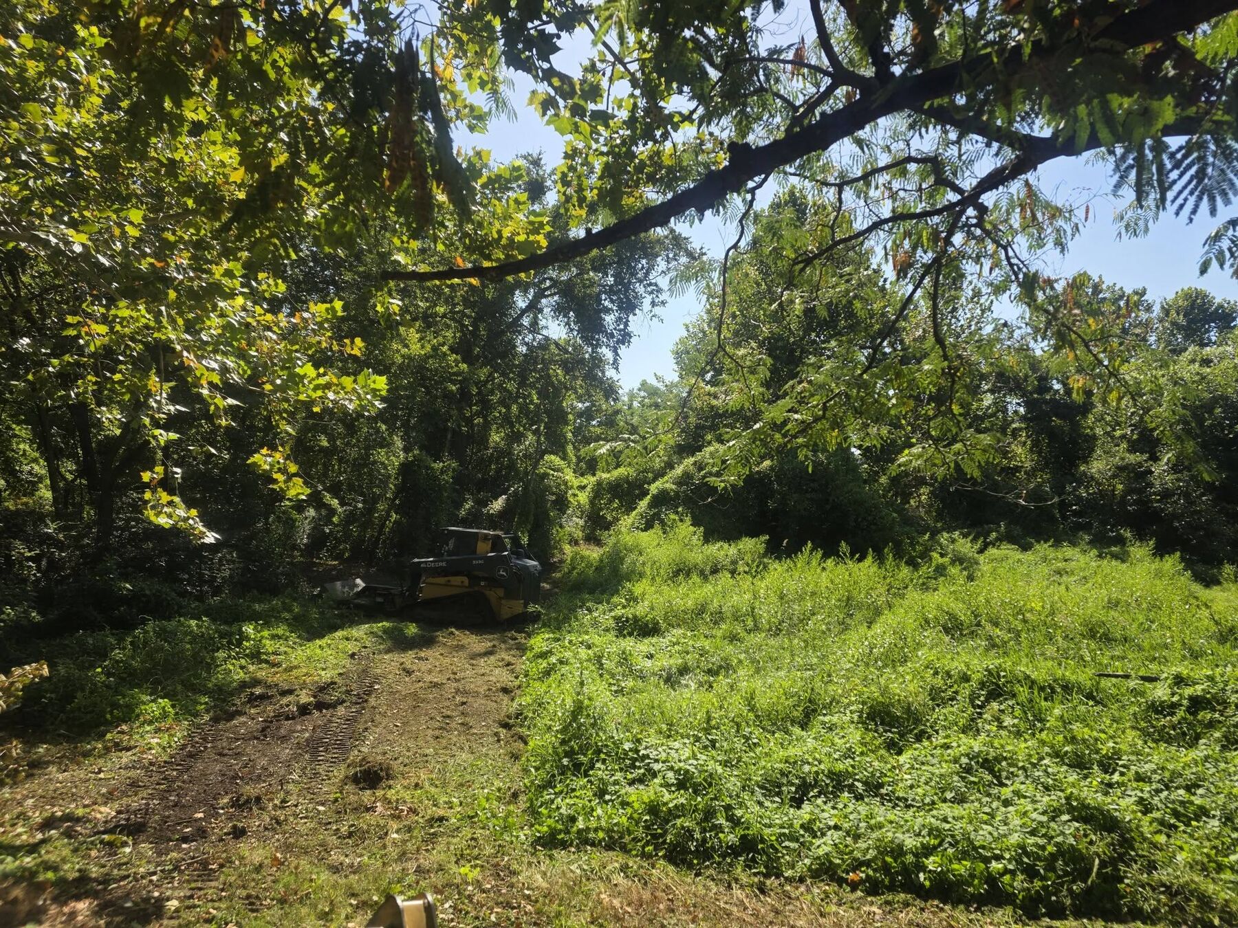 Thick brush and vines choking a low lying section of property